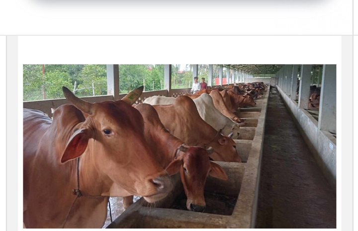 চাঁপাইনবাবগঞ্জের ‘কসবা গ্রাম’ যেখানে প্রতিটি বাড়িতে হ্যামেলিনের বাঁশি নয়, শোনা যায় গরুর ডাক