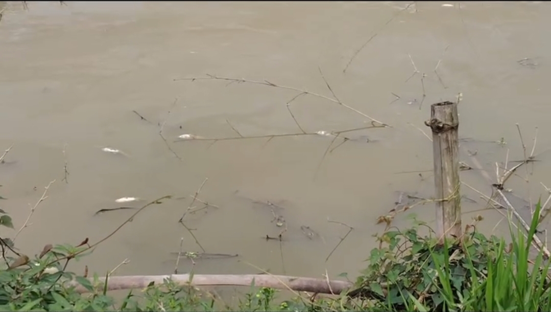 কমলগঞ্জে পুকুরে বিষ প্রয়োগ: ক্ষতিগ্রস্ত মাছচাষি, এলাকাজুড়ে ক্ষোভ